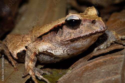 A camouflaged broad palmed rocket frog with brownish skin and big black eyes sits quietly and blends in amongst the leaves on the ground in the Daintree Rainforest in tropical Queensland, Australia. photo