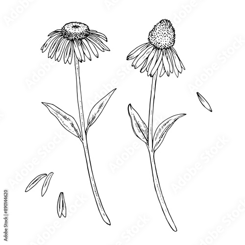 Echinacea Vector outline illustration. Hand drawn graphic clipart of purpurea flowers set. Purple coneflower black line art. Officinalis herb linear drawing on background. Medicinal plant sketch