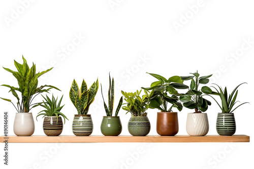 A Row of Vibrant Green Houseplants in Decorative Pots on a Wooden Shelf on a Clear PNG or White Background.