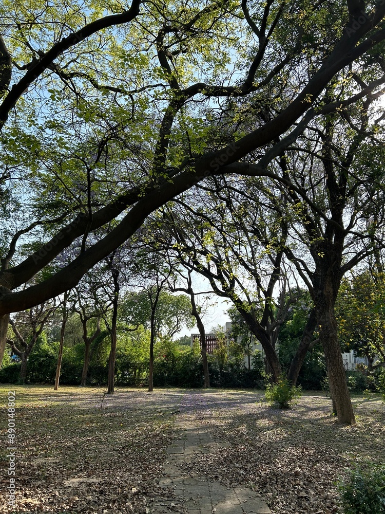 trees in the park
