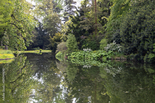 Fotografie lake in the forest