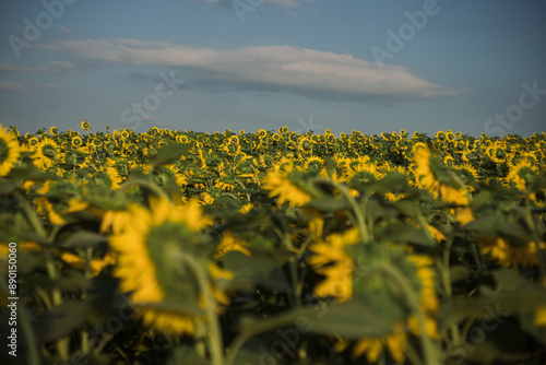 a huge sunflower field