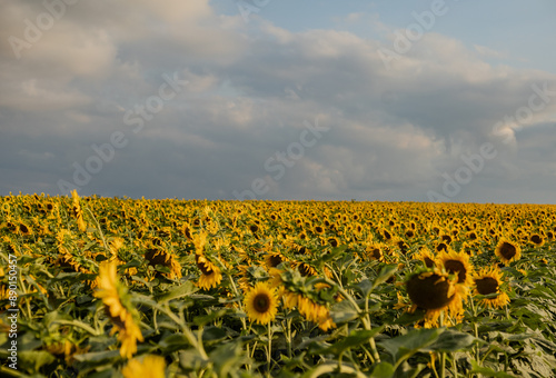 a huge sunflower field