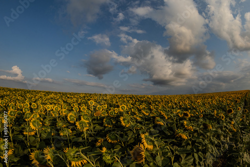 a huge sunflower field