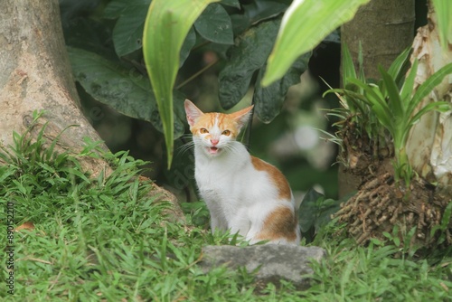 Foto a cat sat on the grass moaning in the back yard