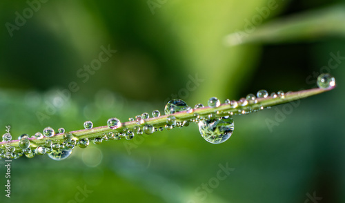 Morning dew on the mouth of a weedy patch of grass