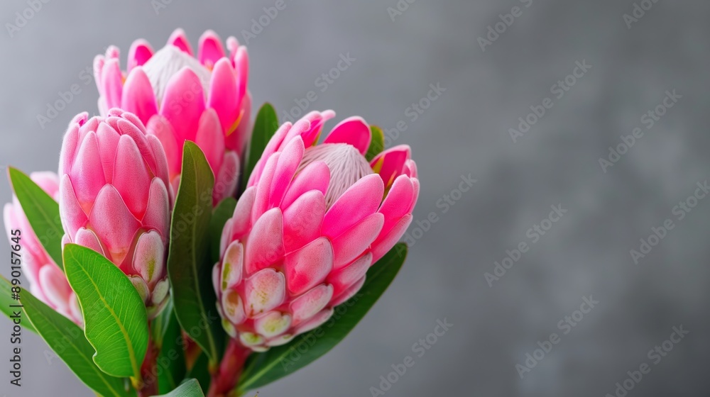 Fototapeta premium Three pink flowers with green leaves are arranged in a vase. The flowers are in full bloom and are the perfect addition to any room