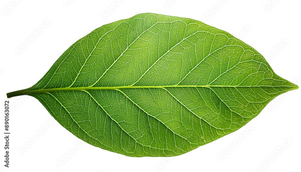 Obraz premium A close-up of a single, green leaf isolated on a white background shows its veins and fresh, natural texture