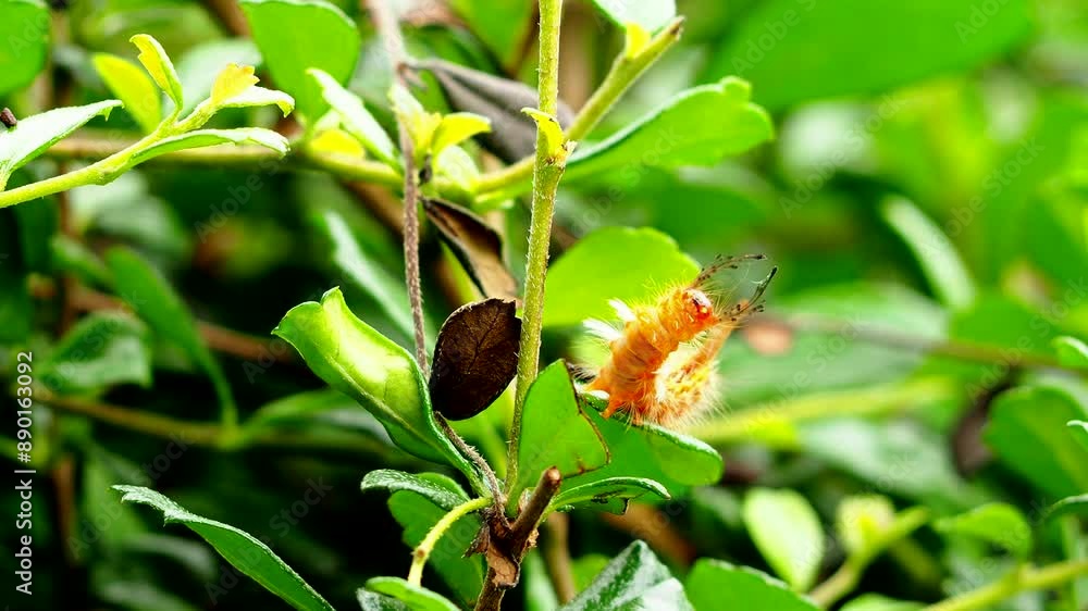 Caterpillar is dancing on tree , out door Chiangmai Thailand. Caterpillar is dancing on tree , out door Chiangmai Thailand.