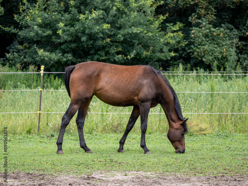 Pferd Pferd