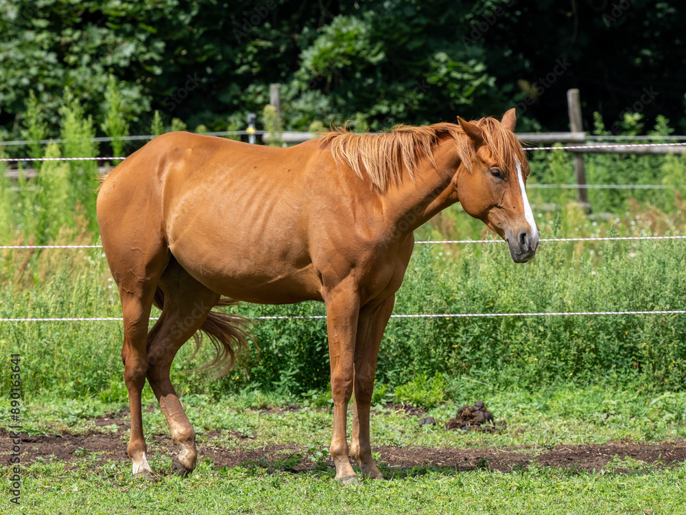 Fototapeta premium Pferd