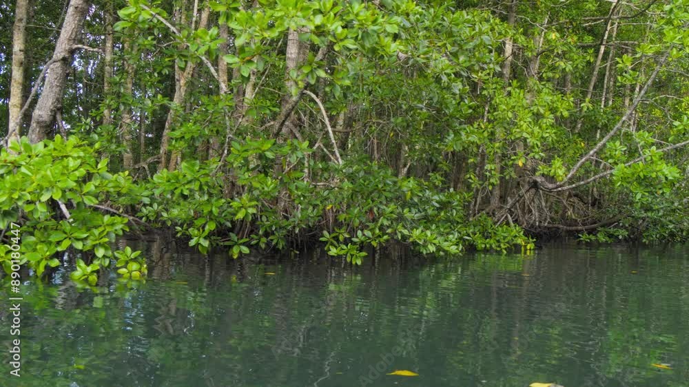 The lush mangrove forest on Batanta Island in Raja Ampat, Indonesia, with dense green foliage and calm waters.The peaceful atmosphere and rich vegetation emphasize the natural splendor. The lush mangrove forest on Batanta Island in Raja Ampat, Indonesia, with dense green foliage and calm waters.The peaceful atmosphere and rich vegetation emphasize the natural splendor.