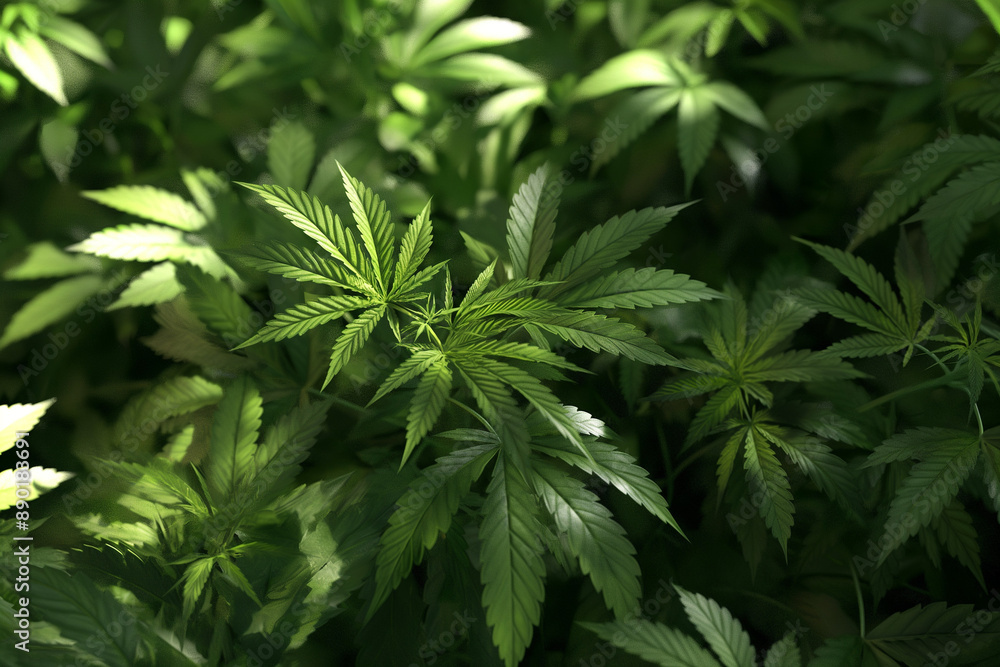 growing medical cannabis on a commercial scale growing medical cannabis on a commercial scale