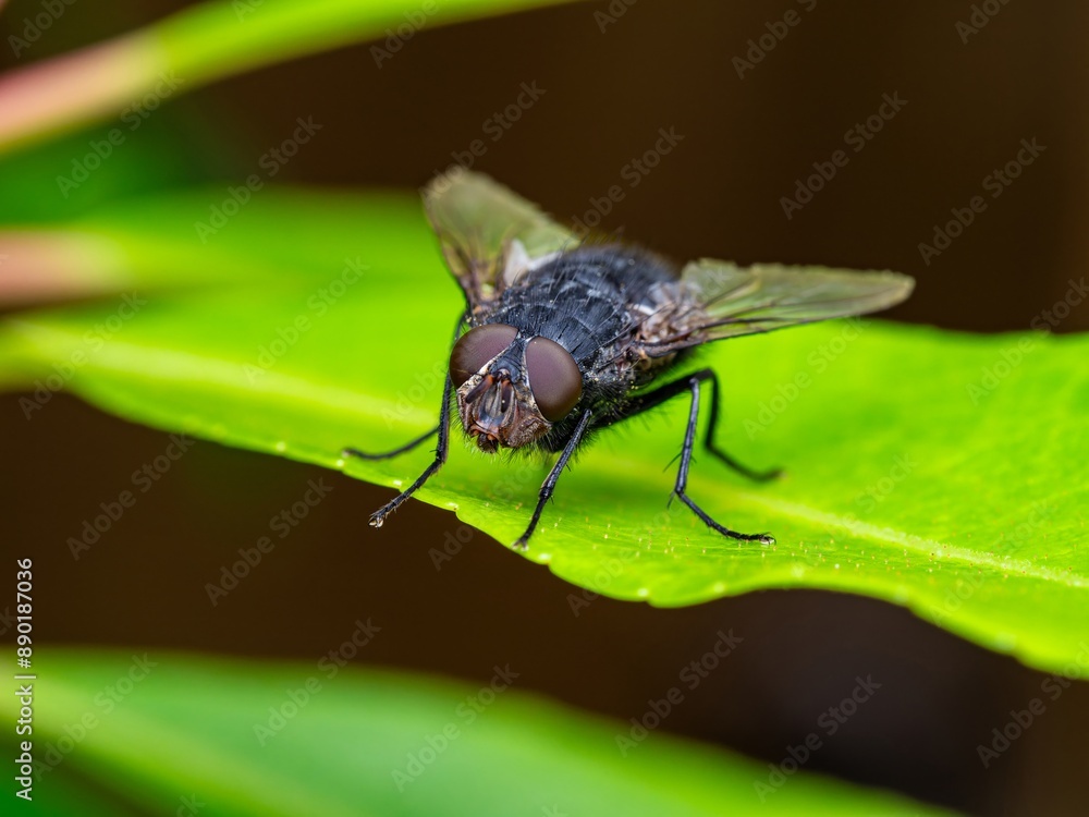 Naklejka premium Detailed close-up macro of a shiny golden greenbottle fly sitting on a leaf. Domestic fly. close up compound eyes of fly on green background. Fly on a leaf macro. Rear view.