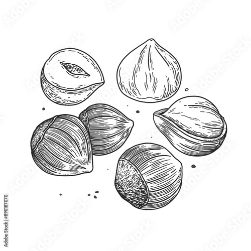 Hazelnuts. Tropical fruit, open and in a shell. Organic food concept. Vintage botanical illustrations.