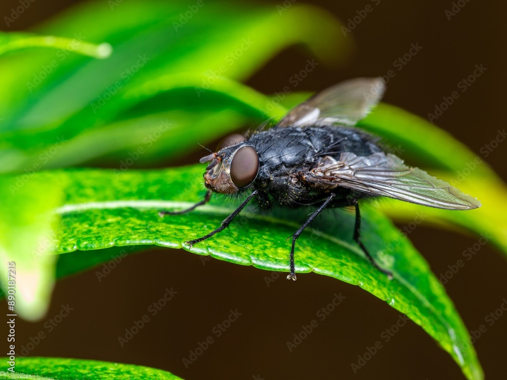 Detailed close-up macro of a shiny golden greenbottle fly sitting on a leaf. Domestic fly. close up compound eyes of fly on green background. Fly on a leaf macro. Rear view. Detailed close-up macro of a shiny golden greenbottle fly sitting on a leaf. Domestic fly. close up compound eyes of fly on green background. Fly on a leaf macro. Rear view.