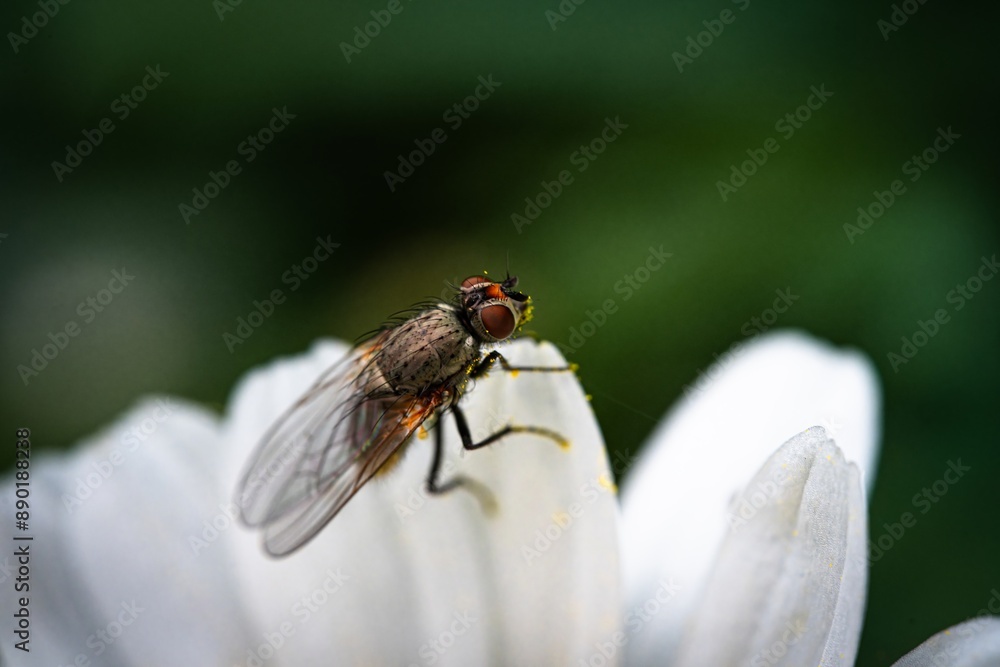 Detailed close-up macro of a shiny golden greenbottle fly sitting on a leaf. Domestic fly. close up compound eyes of fly on green background. Fly on a leaf macro. Rear view. Detailed close-up macro of a shiny golden greenbottle fly sitting on a leaf. Domestic fly. close up compound eyes of fly on green background. Fly on a leaf macro. Rear view.