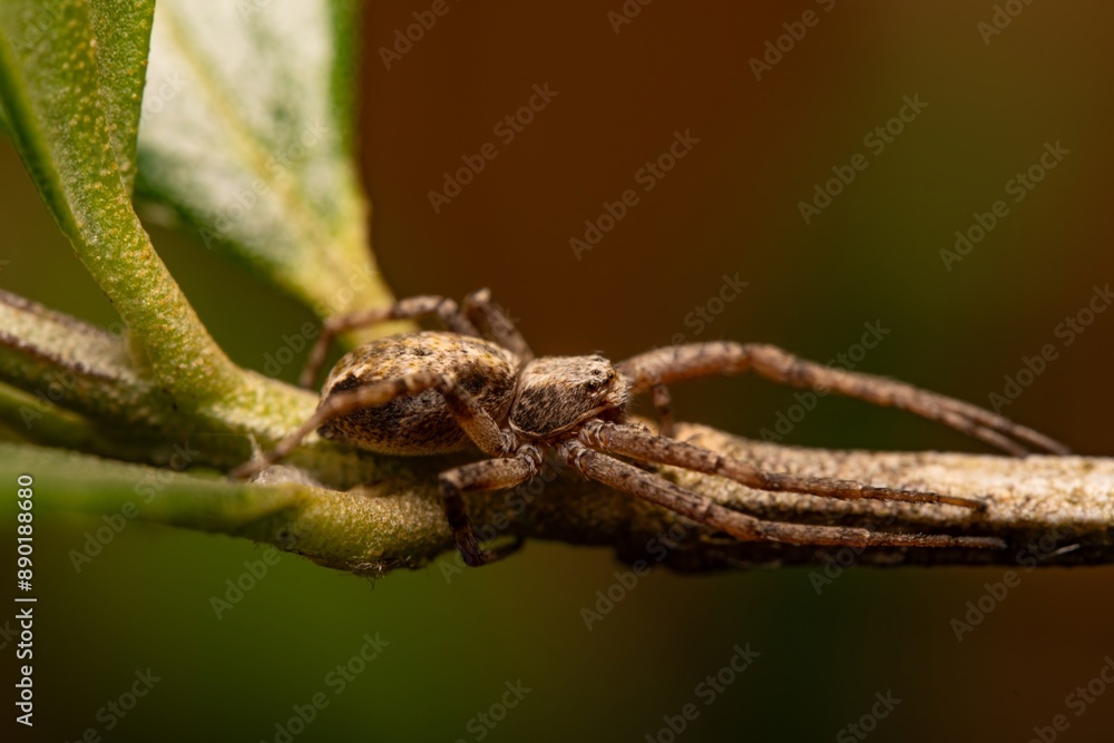 huntsman spider close-up, eyes of a brown spider. Philodromidae, also known as philodromid crab spiders. Eating its pray a fly huntsman spider close-up, eyes of a brown spider. Philodromidae, also known as philodromid crab spiders. Eating its pray a fly