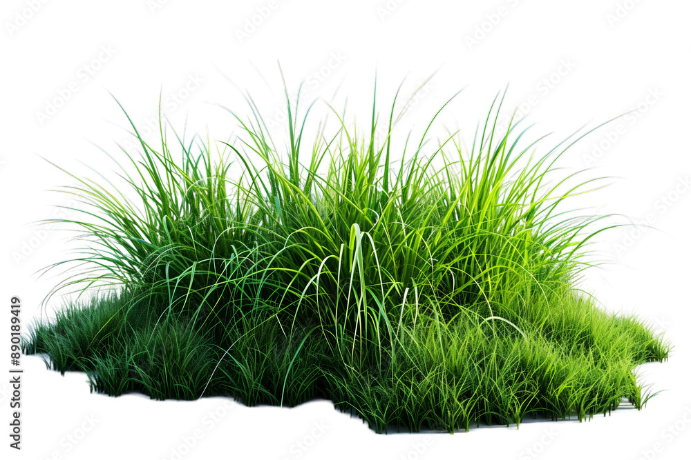 Lush Green Grass Patch Rendered on Transparent Background Lush Green Grass Patch Rendered on Transparent Background