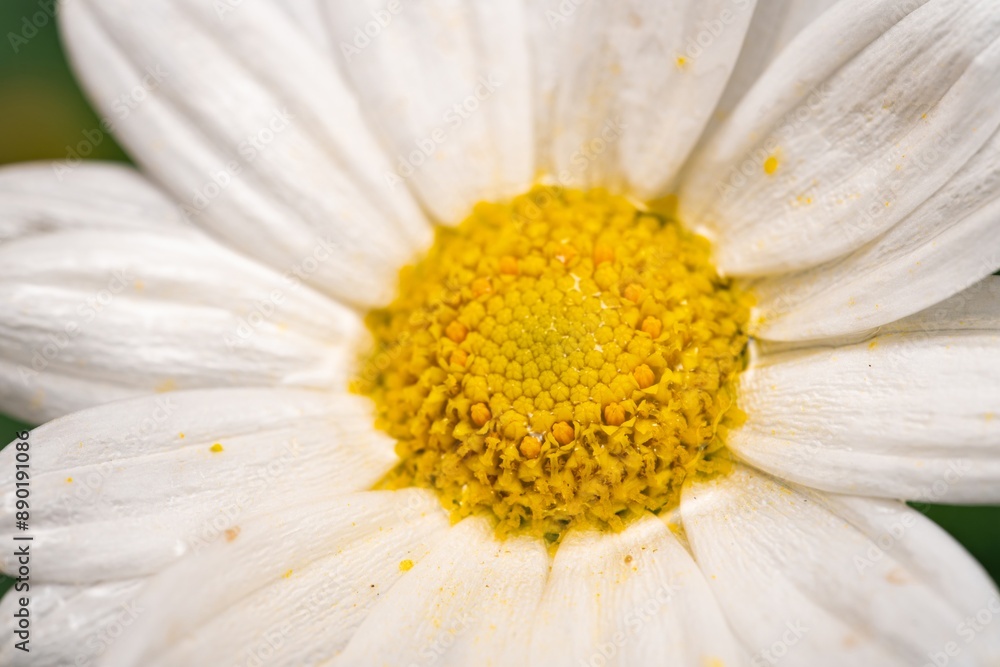 White Aster (Tribe Astereae) Garden daisies bloom in the summer garden. Macro summer. Chamomile flowers in sunlight close-up. Field daisies as flowers background with copy space White Aster (Tribe Astereae) Garden daisies bloom in the summer garden. Macro summer. Chamomile flowers in sunlight close-up. Field daisies as flowers background with copy space