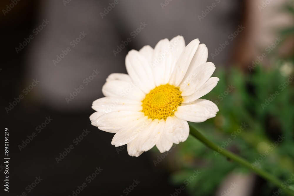Fototapeta premium White Aster (Tribe Astereae) Garden daisies bloom in the summer garden. Macro summer. Chamomile flowers in sunlight close-up. Field daisies as flowers background with copy space