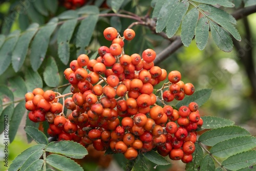 Фотография European Mountain Ash tree
