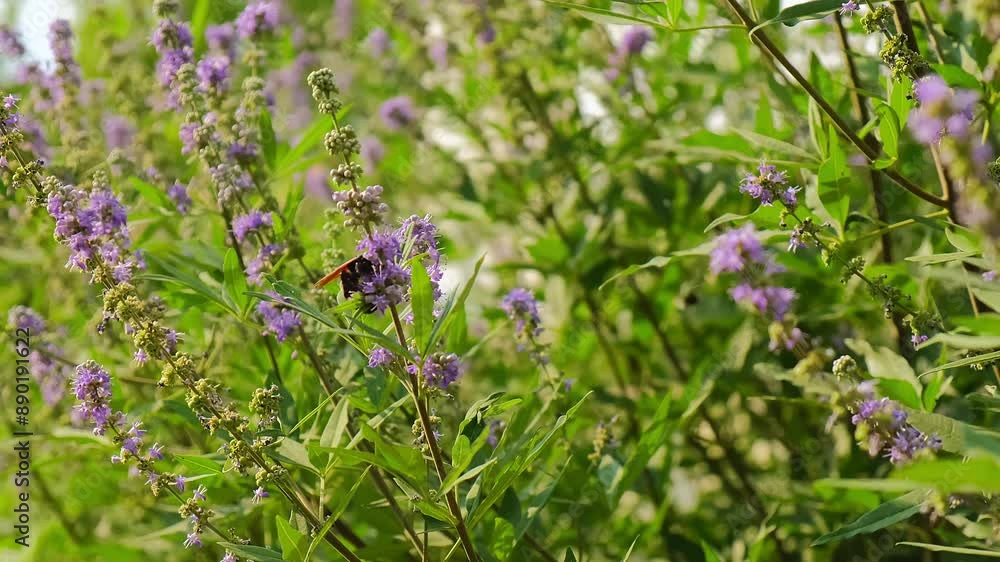 a hornet on a flowering bush. a butterfly on a flowering bush. bumblebee on a flowering bush. Insects swarm in search of pollen a hornet on a flowering bush. a butterfly on a flowering bush. bumblebee on a flowering bush. Insects swarm in search of pollen