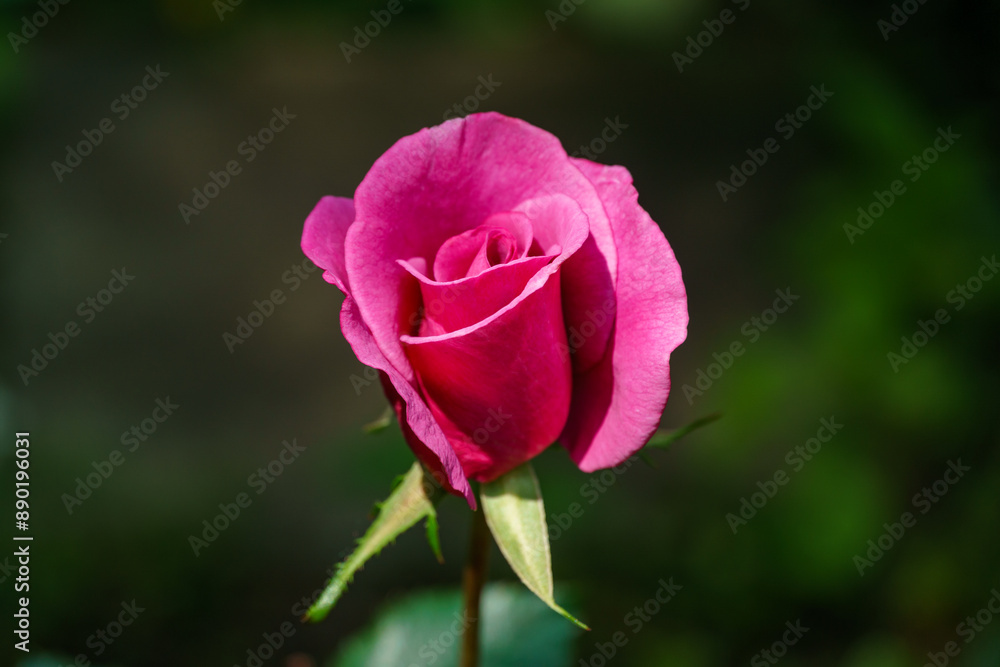 Fototapeta premium Beautiful pink Shocking Blue rose (KORblue) in natural sunlight on evergreen background. Purple floribunda rose against nature background.