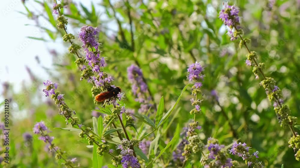 a hornet on a flowering bush. a butterfly on a flowering bush. bumblebee on a flowering bush. Insects swarm in search of pollen a hornet on a flowering bush. a butterfly on a flowering bush. bumblebee on a flowering bush. Insects swarm in search of pollen