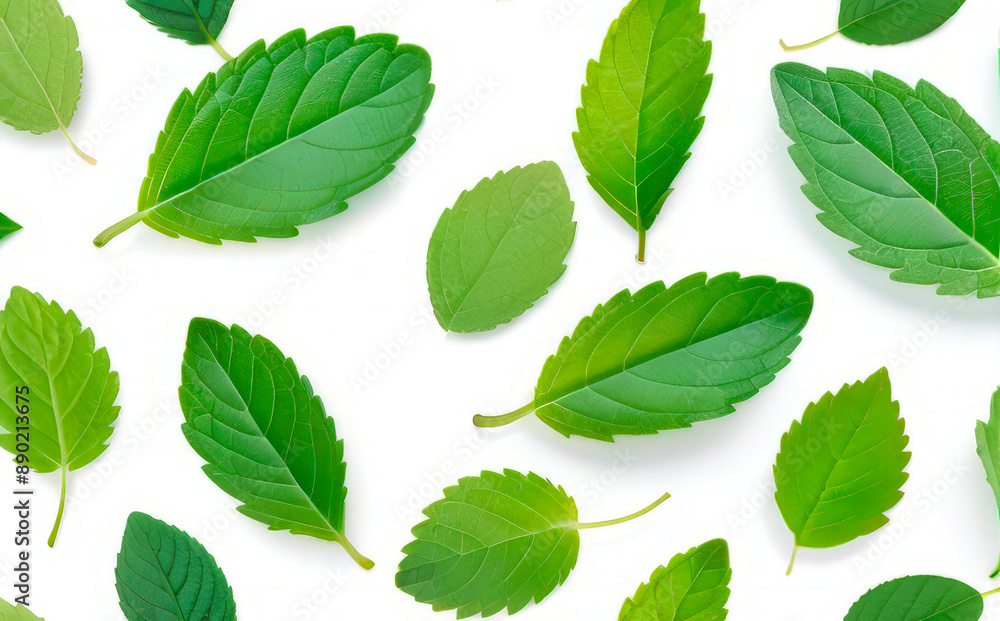 mint leaves on a white background mint leaves on a white background