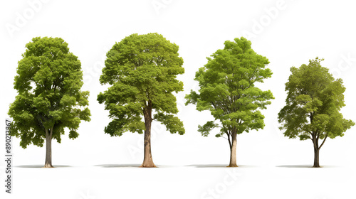 Tree isolated on white background