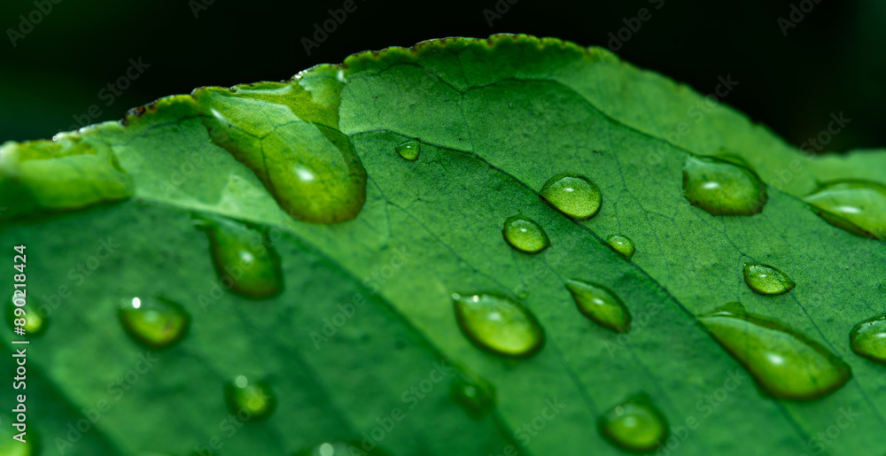 Background wallpaper close up macro rain drops on green leaf, water and water and nature background concept. photo green texture leaves design material. Background wallpaper close up macro rain drops on green leaf, water and water and nature background concept. photo green texture leaves design material.