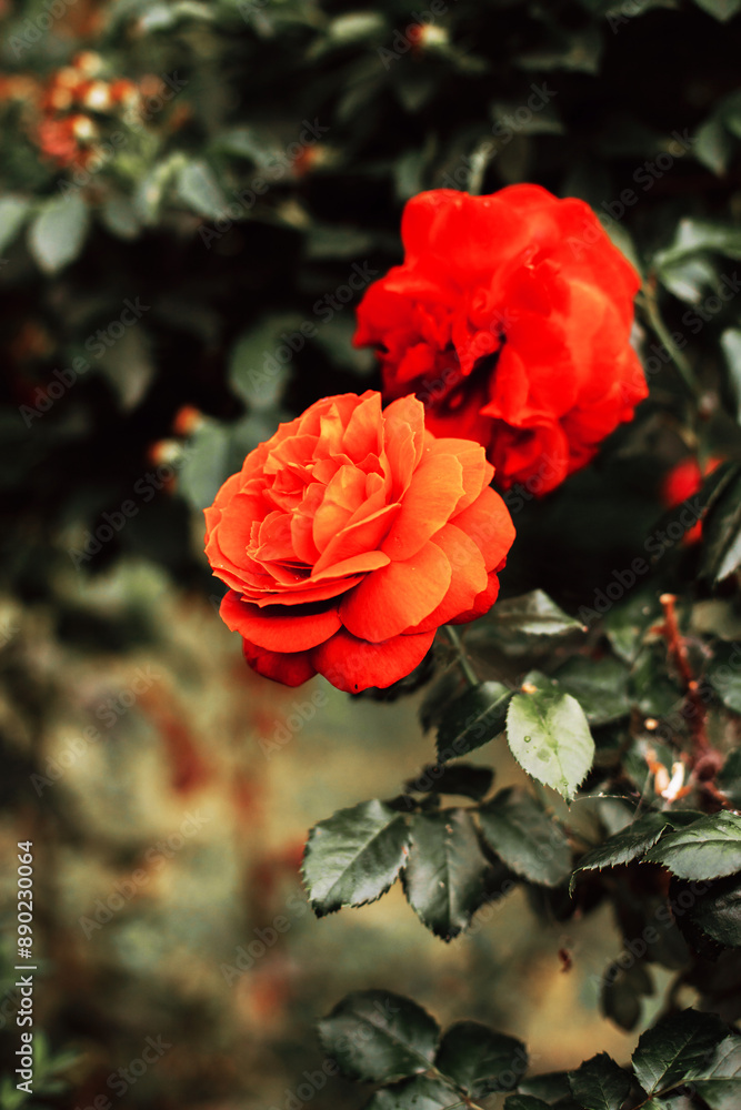 Beautiful red orange hybrid tea rose flowers on bush in the garden, floral greeting card concept, close up Beautiful red orange hybrid tea rose flowers on bush in the garden, floral greeting card concept, close up