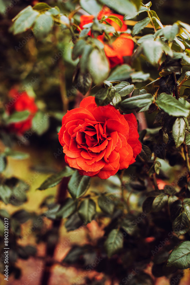 Beautiful red orange hybrid tea rose flower on bush in the garden, floral greeting card concept, close up Beautiful red orange hybrid tea rose flower on bush in the garden, floral greeting card concept, close up