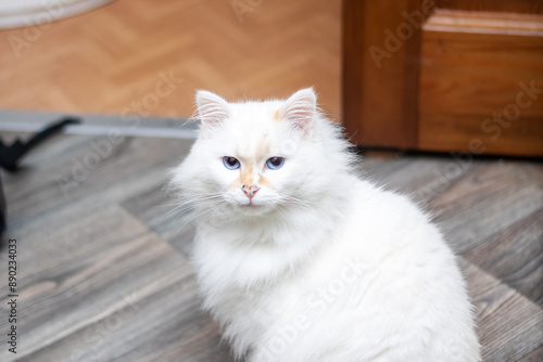 Closeup of a small white Felidae with blue iris and whiskers by the window