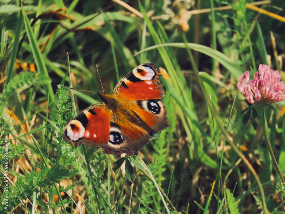 Schmetterling Schmetterling