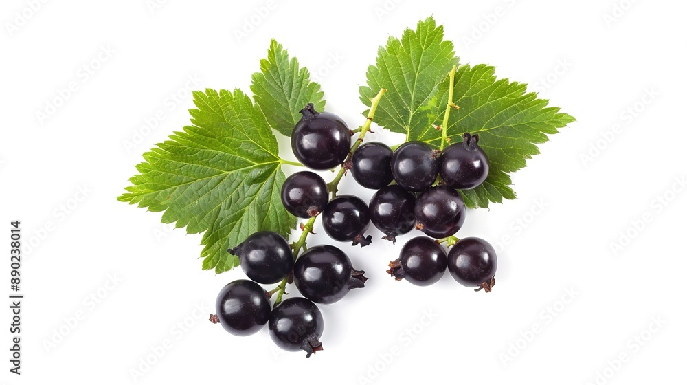 Top View of Blackcurrants (Ribes nigrum) on White Background Top View of Blackcurrants (Ribes nigrum) on White Background