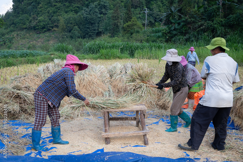 Farmers threshing freshly harvested rice at Bac Ha, Lao Cai Province, Northern Vietnam Farmers threshing freshly harvested rice at Bac Ha, Lao Cai Province, Northern Vietnam