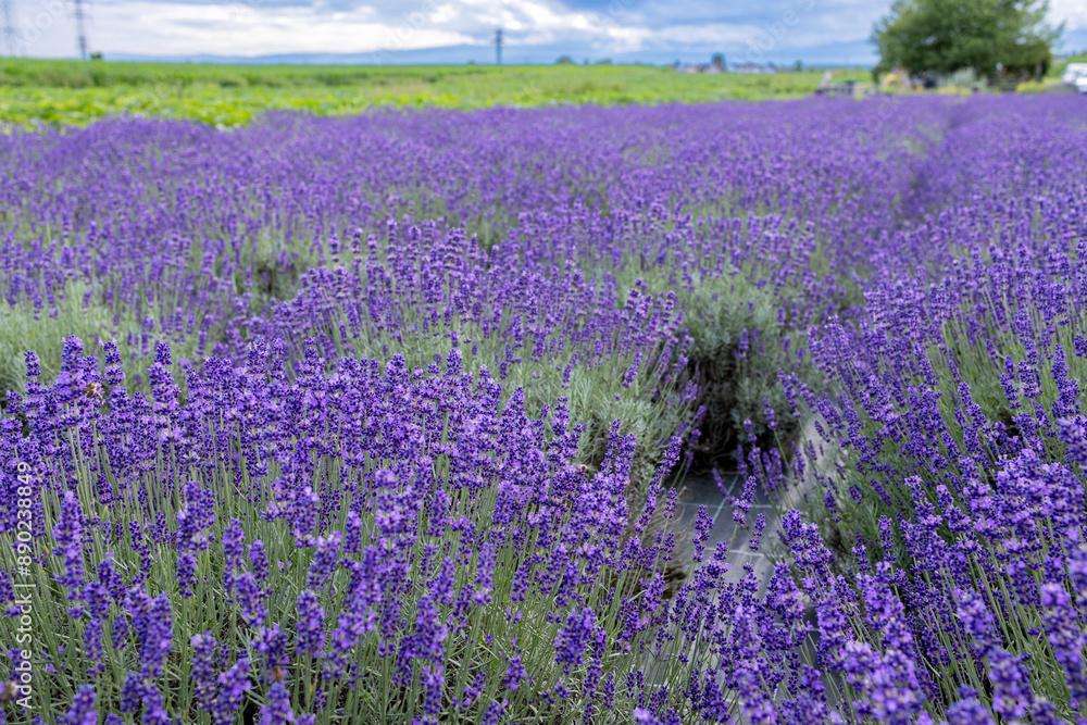 Obraz premium small field of flowering lavender in summer.