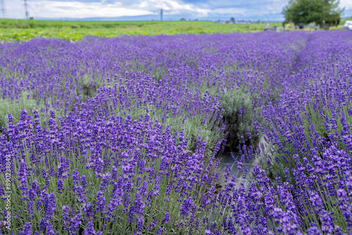 small field of flowering lavender in summer. photo