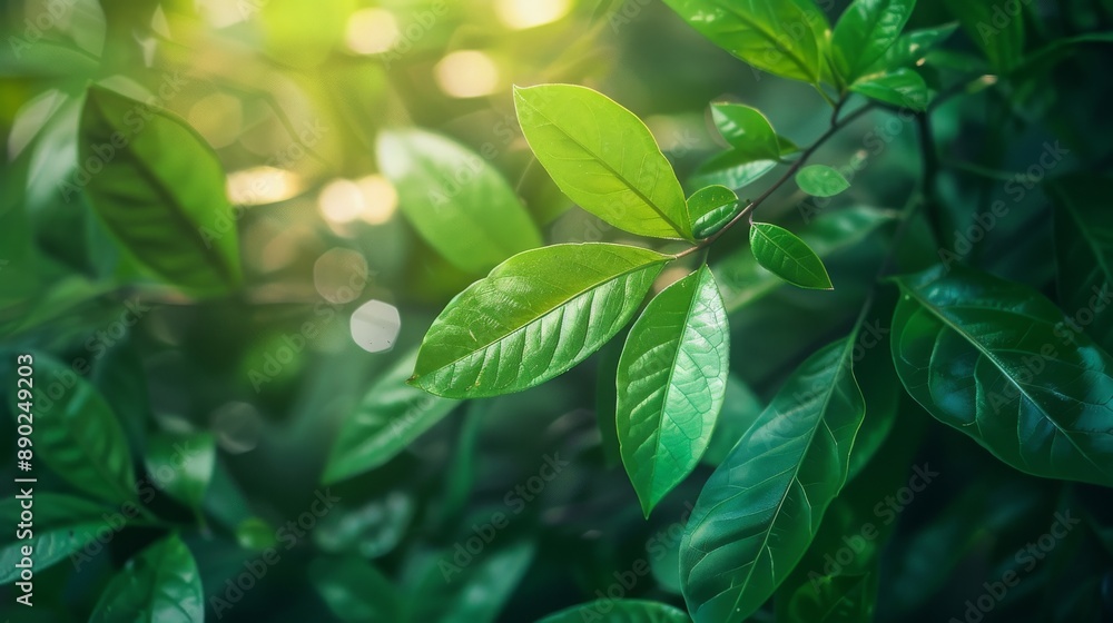 Obraz premium Green Leaf in Summer Sunlight