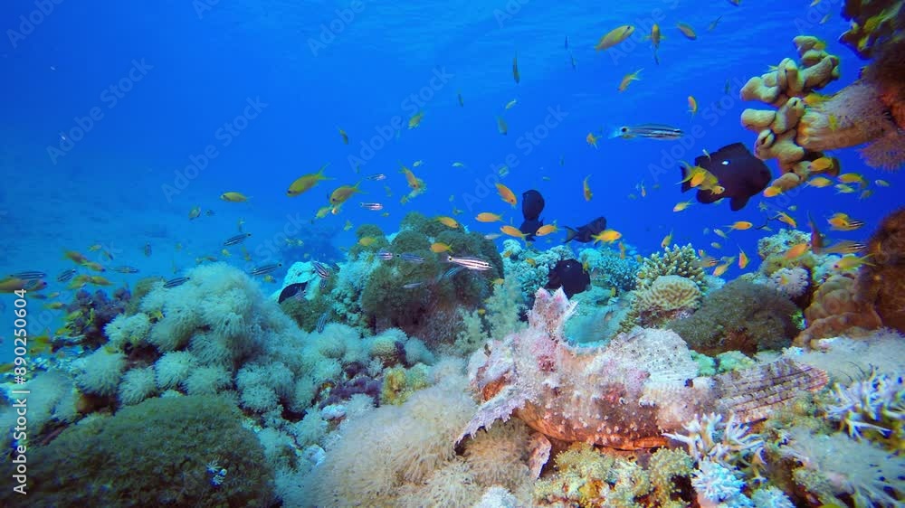 underwater, tropical, coral, animal, reef, sea, fish, blue, water, diving, aquatic, marine, nature, scuba, ocean, deep, undersea, underwater life, dive, diver, background, wave, underwater footage, fi