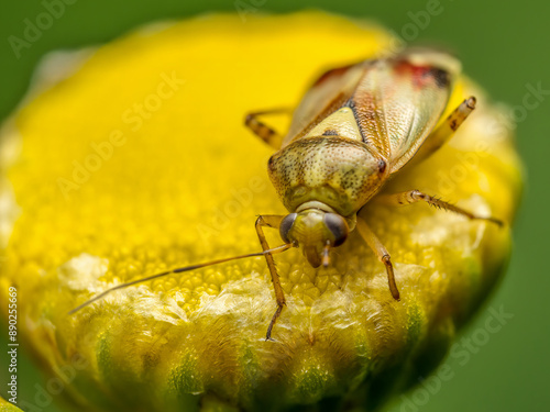 Lygus pratensis bug on tansy flowerhead photo