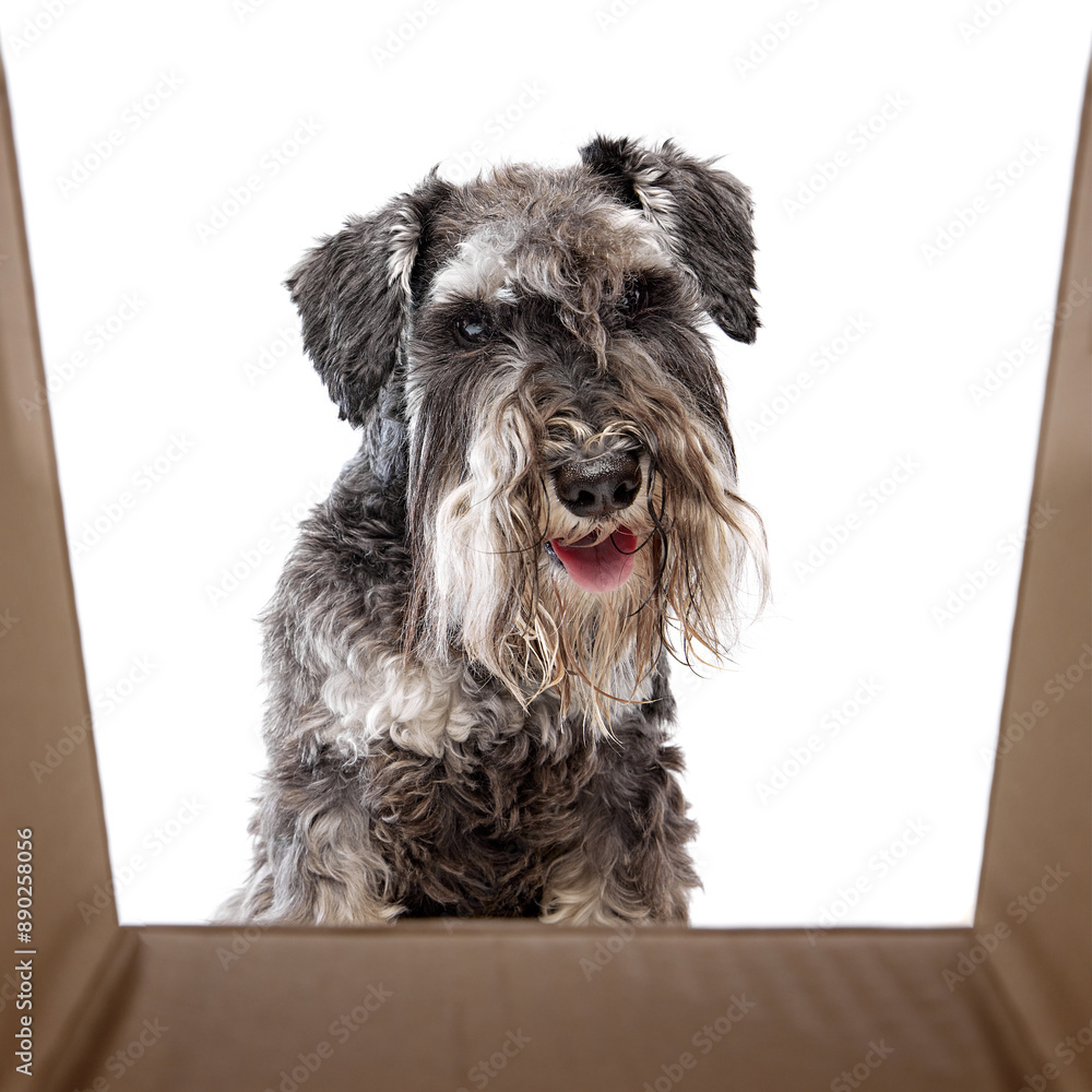 Curious, funny purebred Schnauzer dog, lovely pet peers into delivery box against white studio background. Concept of animals, domestic life, friendship and love, pet lovers.