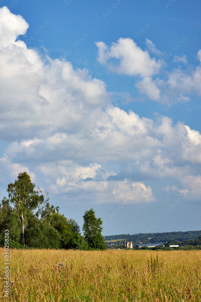 Obraz premium panoramic view of a summer field with grasses, blue sky with lacy white clouds