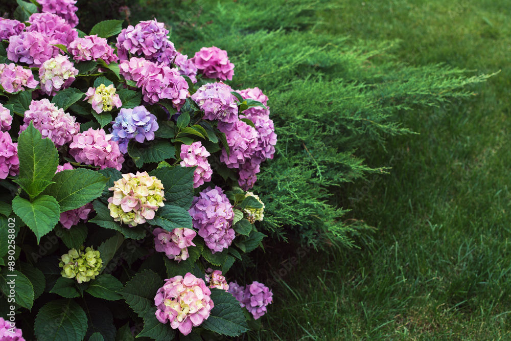 Pink hydrangea flowers blooming in a garden Pink hydrangea flowers blooming in a garden
