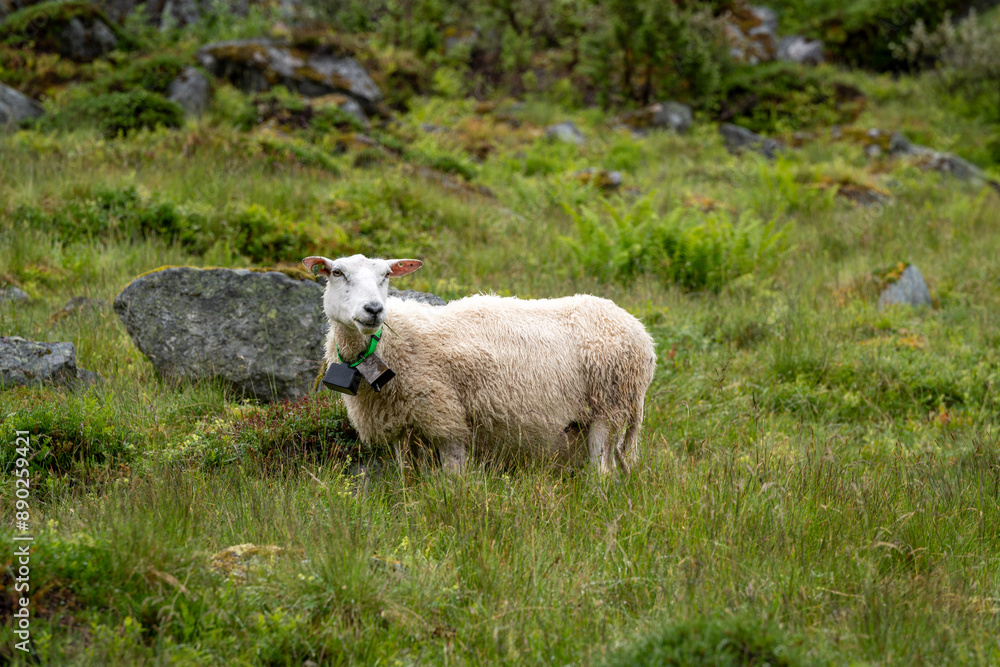 Obraz premium sheeps on the Isfjorden trail in the mountains of Andalsnes Norway in summer fog