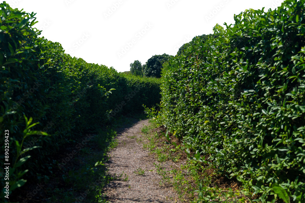 A path among the bushes of a square shape png. Path in a labyrinth of bushes png A path among the bushes of a square shape png. Path in a labyrinth of bushes png