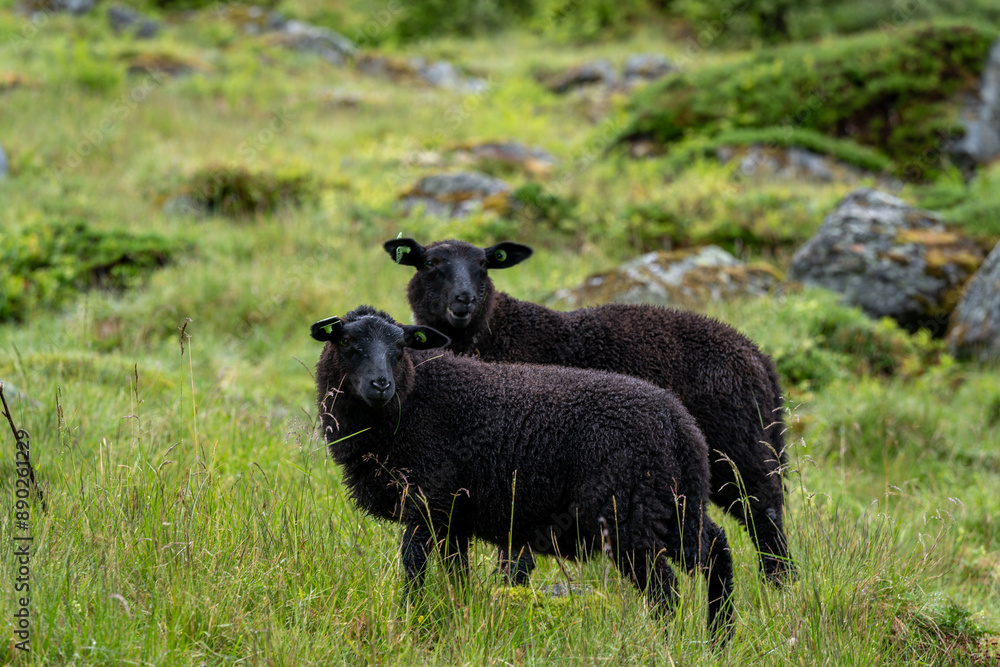 sheeps on the Isfjorden trail in the mountains of Andalsnes Norway in summer fog sheeps on the Isfjorden trail in the mountains of Andalsnes Norway in summer fog