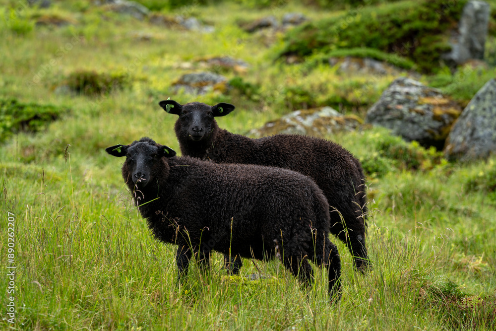 sheeps on the Isfjorden trail in the mountains of Andalsnes Norway in summer fog sheeps on the Isfjorden trail in the mountains of Andalsnes Norway in summer fog